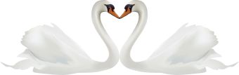 Clip Art Of Two White Swans Forming A Heart With Their Long Necks