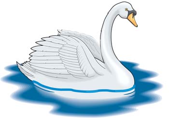 Report Browse   Animals   Wildlife   Swan 6