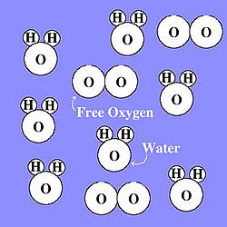 Aerobic Bacteria Require Free Oxygen In Order To Survive