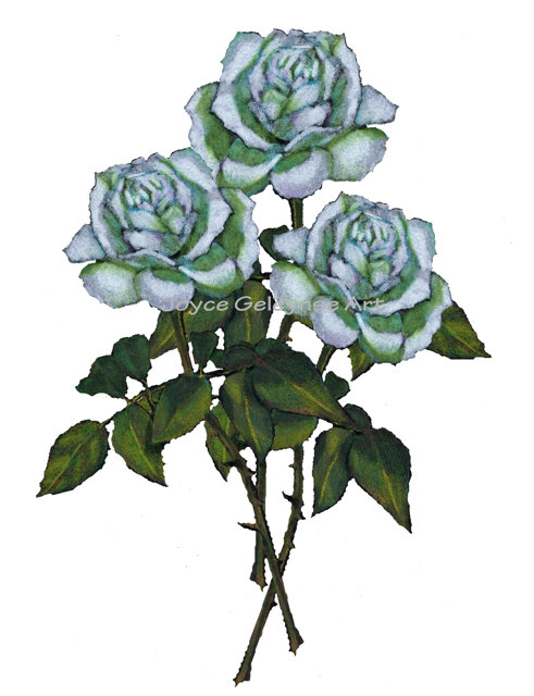 White Roses Clipart