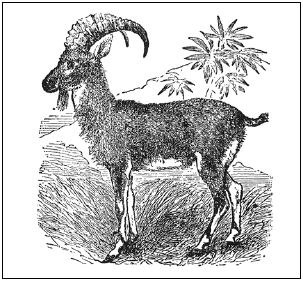 Wild Goat Of Mount Sinai Dec 31 2012