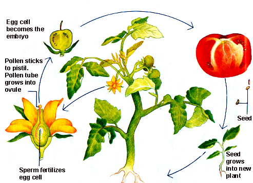 Click Here For A Website About The Plant Life Cycle
