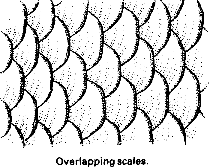 Fish Scales  Line Drawing     Experimental    Pinterest