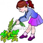 Weed Clipart A Little Girl Pulling Weeds Royalty Free Clipart Picture