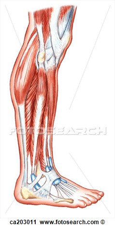 Clipart   Peroneal Muscles Of Leg  Fotosearch   Search Clip Art    