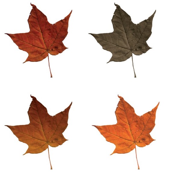Fall Leaves Clip Art And