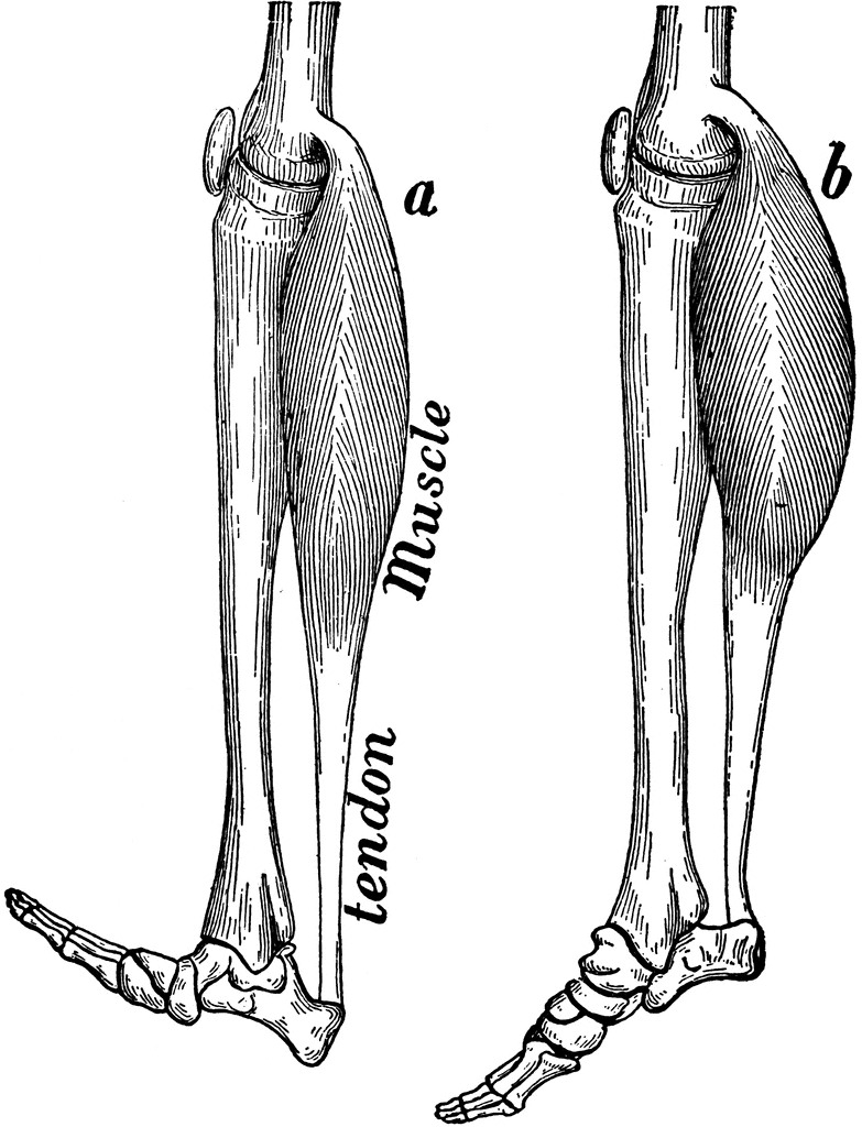 Leg Muscle   Clipart Etc