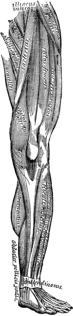 Leg Muscles