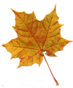More Fall Foliage Clip Art  You Ll Find More Fall Leaves For Your