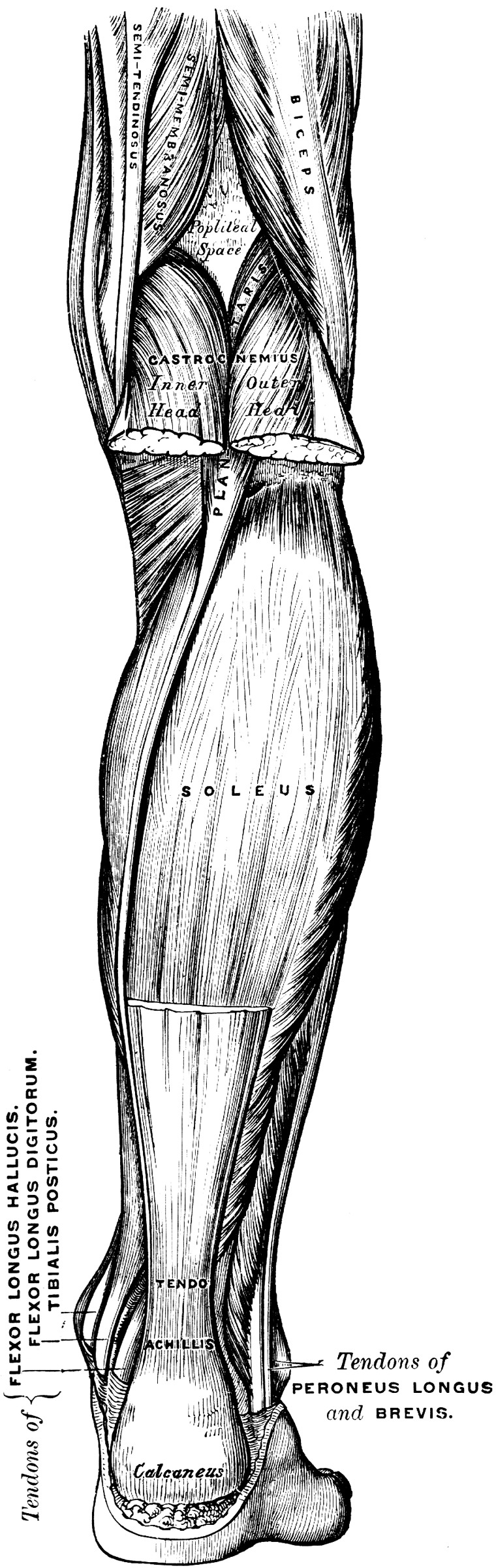 Superficial Muscles Of The Back Leg   Clipart Etc
