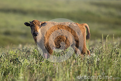 American Bison Calf Standing In Prairie Plants  Maxwell Wildlife