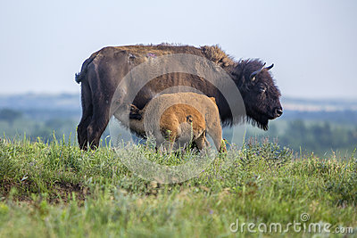 American Bison Cow With Calf At Maxwell Wildlife Preserve Kansas 