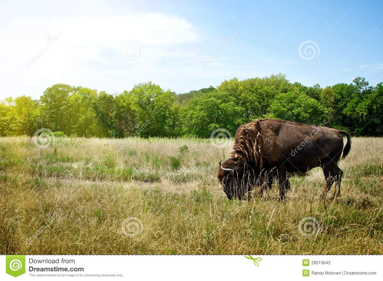 Bison Buffalo Grazing In Open Grassland In Midwest Missouri Prairie