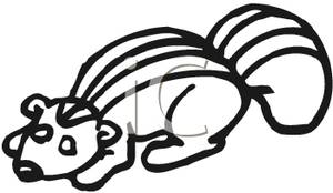 Black And White Skunk Outline   Royalty Free Clipart Picture