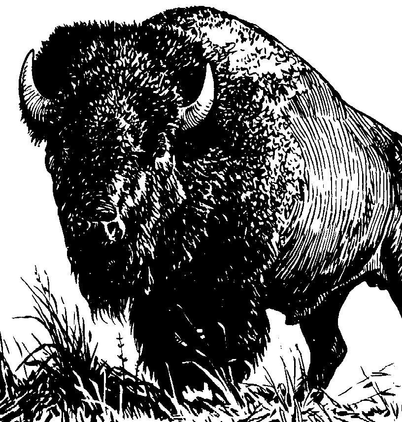 Buffalo Clip Art