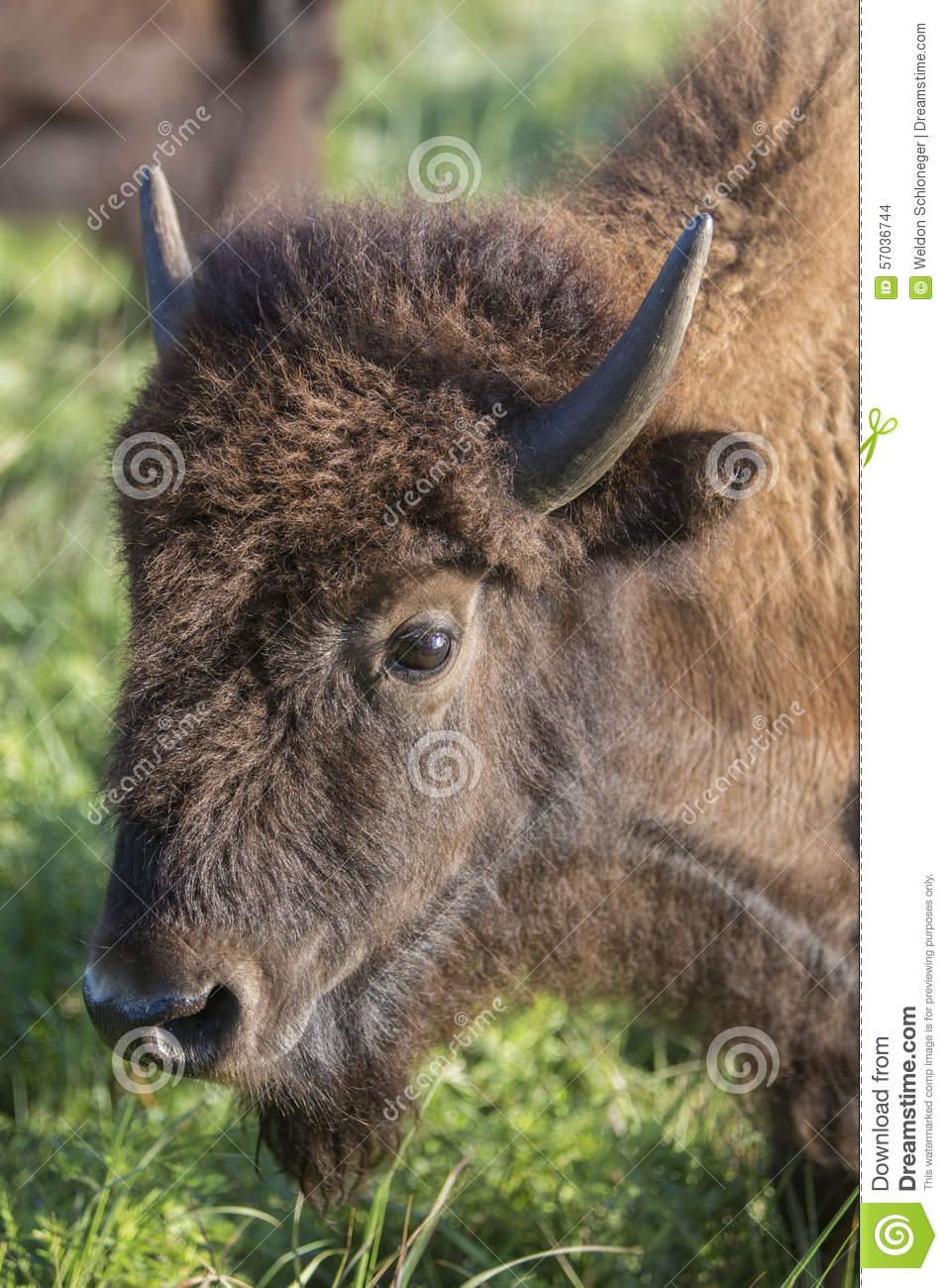 Head Of American Bison Cow Maxwell Wildlife Preserve Kansas