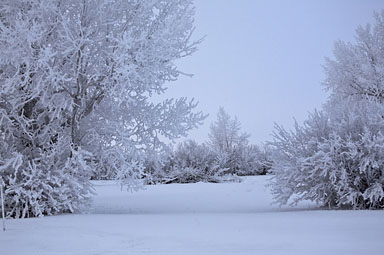 Stock Photo Of Hoar Frost Trees Scenic Saskatchewan Canada Snow Ground