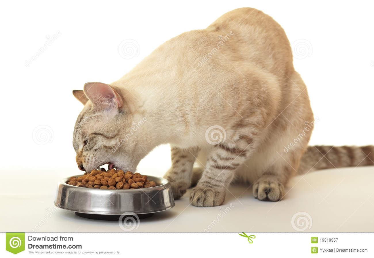Cat Eats Dry Food  Royalty Free Stock Photography   Image  19318357
