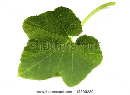 Pumpkin Leaf Stock Photo 18390220   Shutterstock