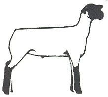 Club Show Lambs Clipart       Clipart  Livestock Logo  Show Pig