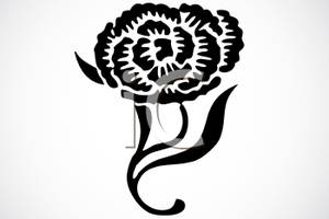Black And White Carnation   Royalty Free Clipart Picture