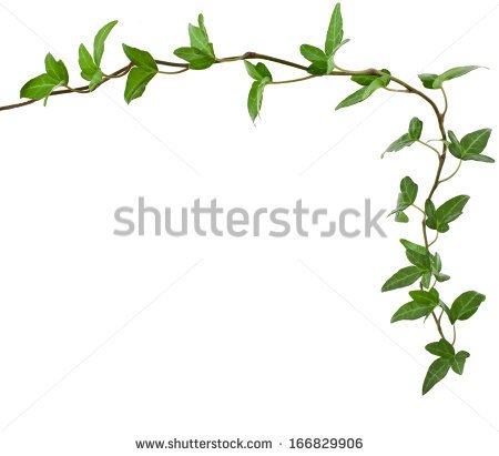 Border Frame Made Of Green Climbing Plant Shape Heart  Isolated On