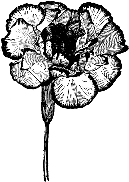 Carnation Black And White Clip Art Free Cliparts That You Can Download