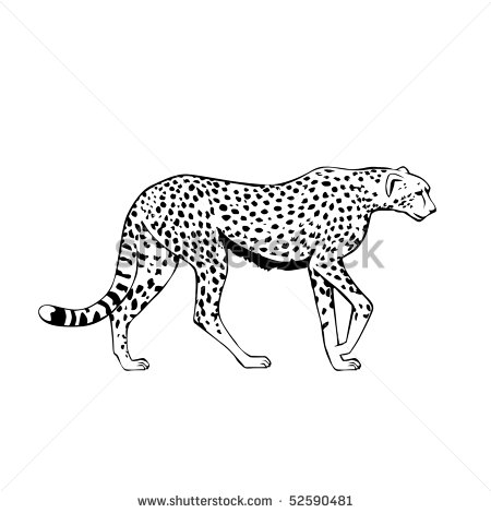 Cheetah Vector Stock Photos Images   Pictures   Shutterstock