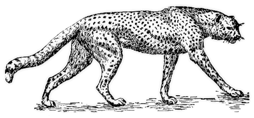 Cheetah Walking   Http   Www Wpclipart Com Animals Wild Cats Cheetah