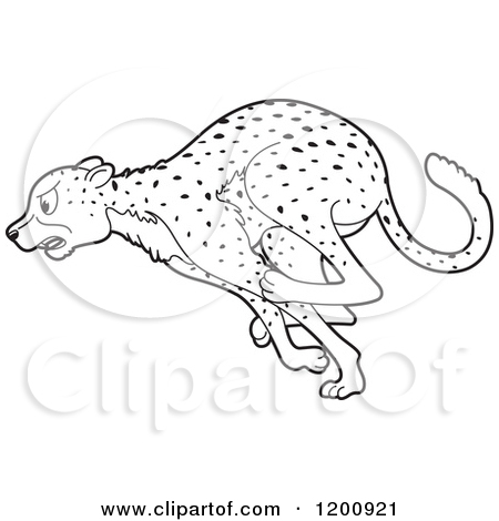 Outlined Running Cheetah   Royalty Free Vector Clipart By Lal Perera