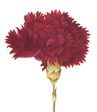 Red Carnation Clipart Free Clip Art Red Carnation