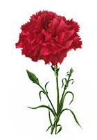 And It Was The Red Carnations Which In Course Of Time Became The    