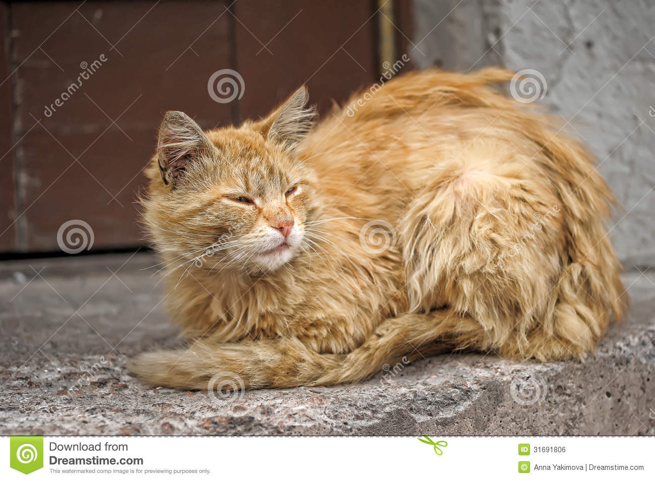 Homeless Cat Royalty Free Stock Image   Image  31691806