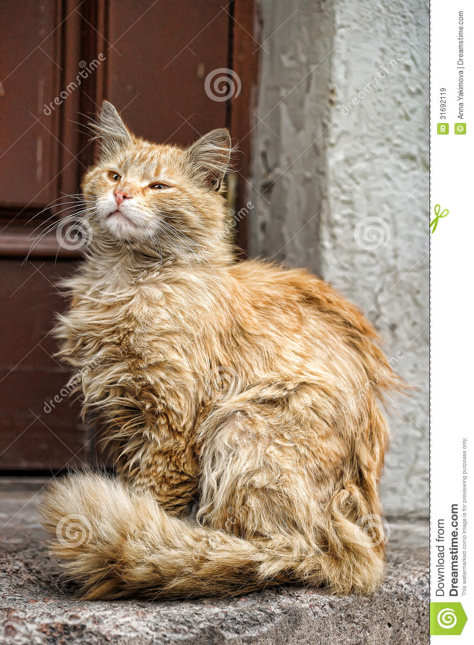 Homeless Cat Royalty Free Stock Images   Image  31692119