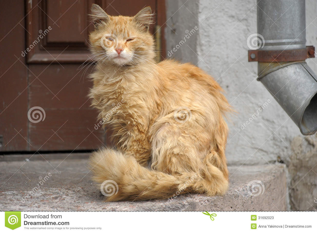 Homeless Cat Stock Photos   Image  31692023