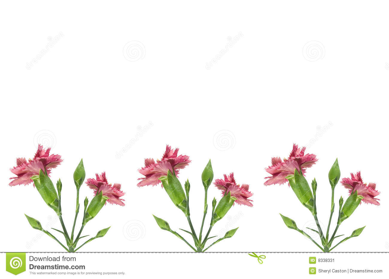 Pink Carnations Border