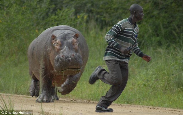 Shocked Gamekeeper Runs For His Life From Three Ton Hippo   Daily Mail    