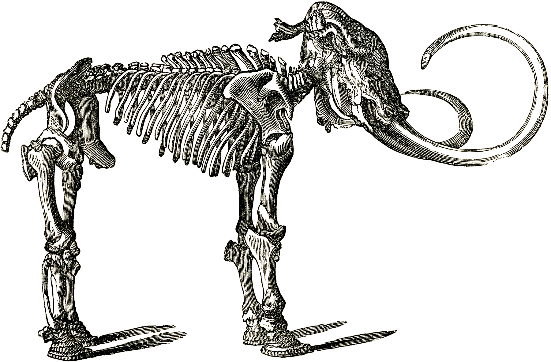 Dinosaur Skeleton Clip Art Black And White Free Dinosaur Bones Clip