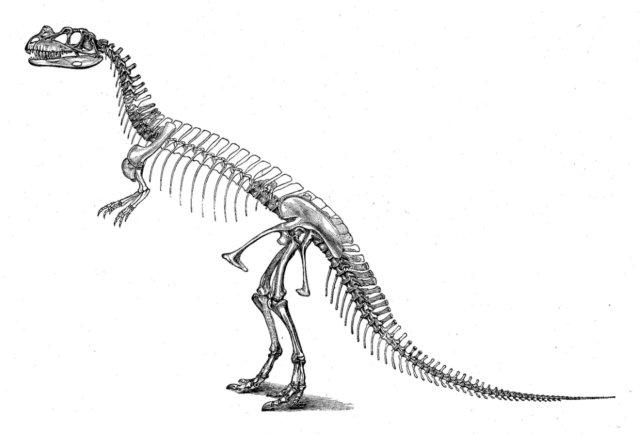 Dinosaur Skeleton Picture Of Ceratosaurus