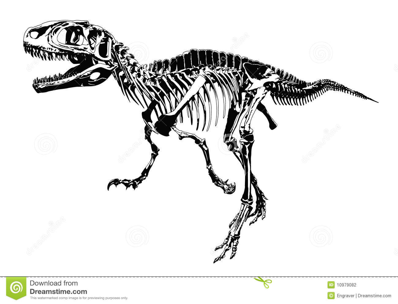 Dinosaur Skeleton Stock Photography   Image  10979082