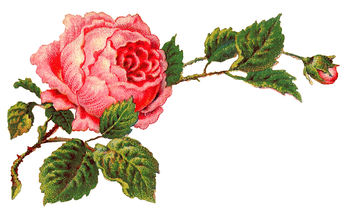 Free Digital Flower Label Pink Rose Clip Art And Corner Design