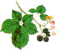 Go Picking Blackberries In Hedgerows In August And September