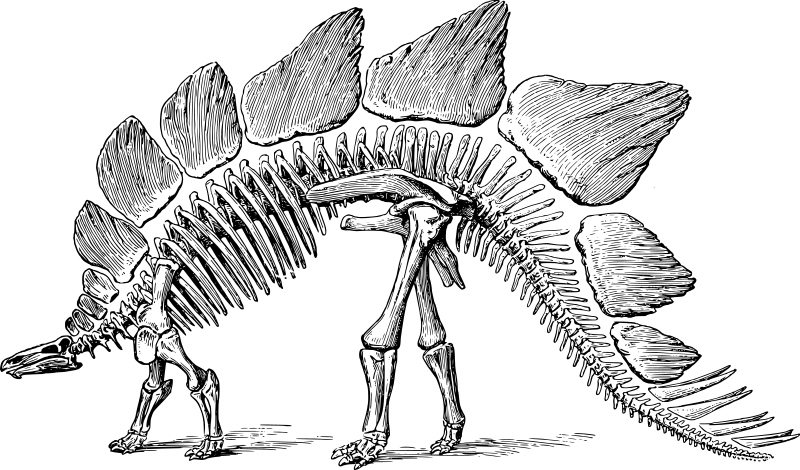 Skeleton    Animals Extinct Dinosaur Stegosaurus Stegosaurus Skeleton