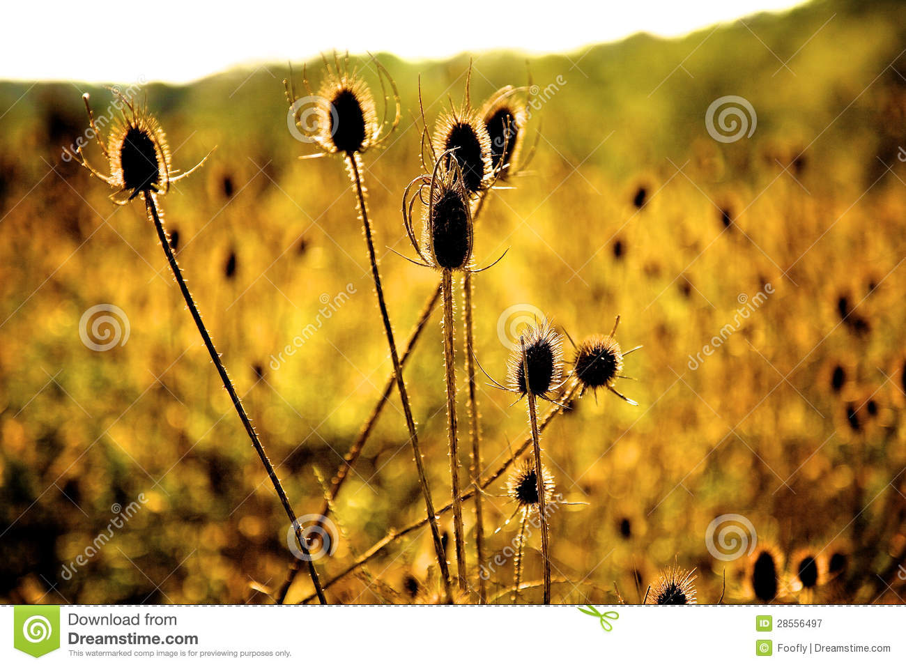 Sun Shining Through Thorny Weeds Royalty Free Stock Photography