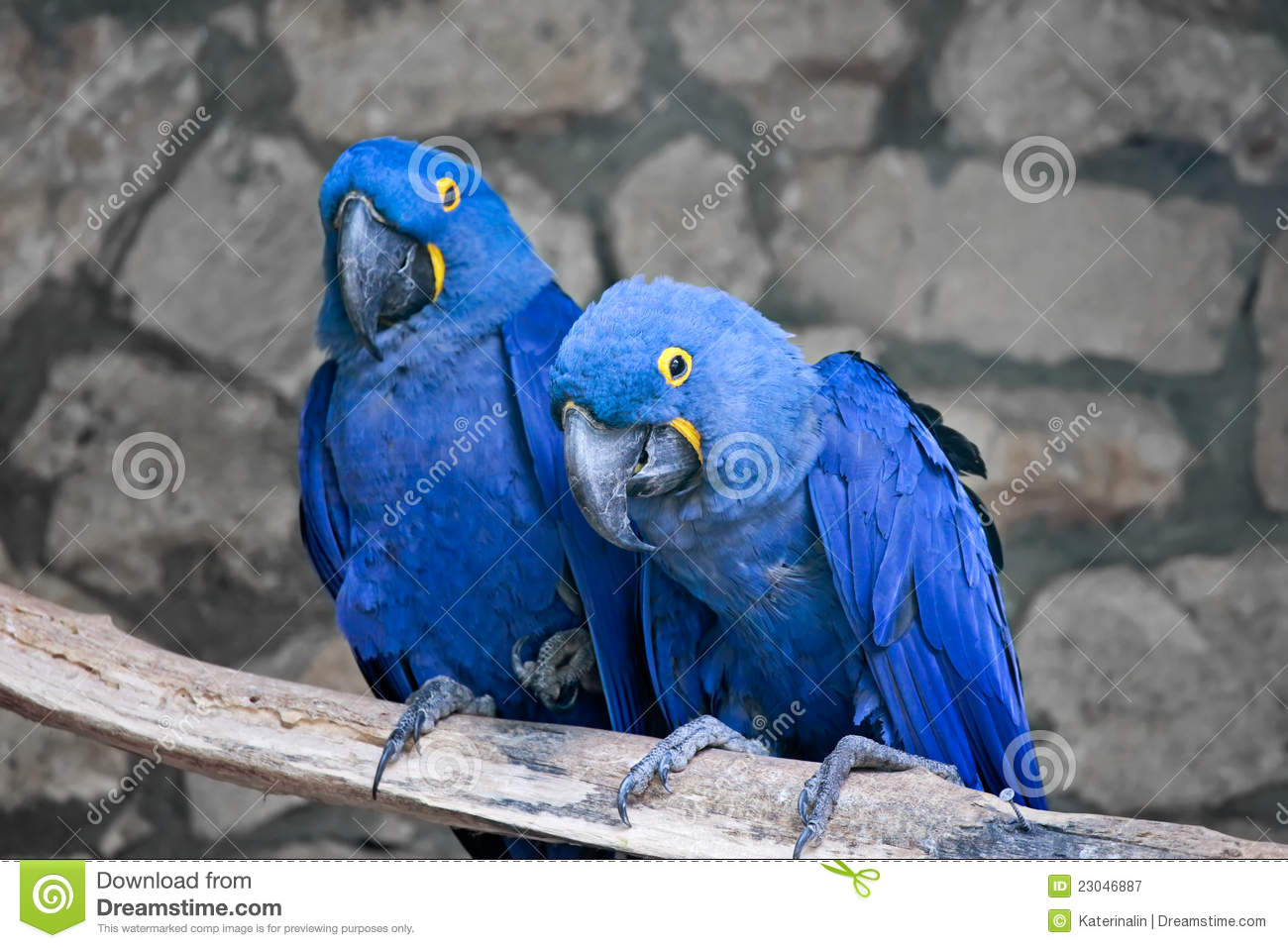 Couple Of Beautiful Blue And Yellow Macaws