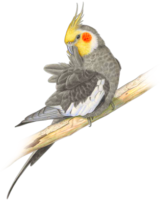 Index Of  Users Tbalze Bird Parrots