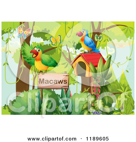 Macaw Parrot By A Wood Sign   Royalty Free Vector Clipart By Colematt