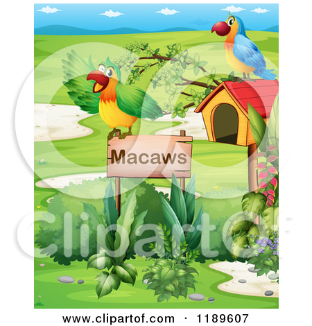 Macaw Parrot By A Wood Sign   Royalty Free Vector Clipart By Colematt