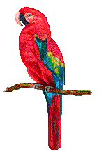 Parrots   Animated Gifs Cliparts And Animations
