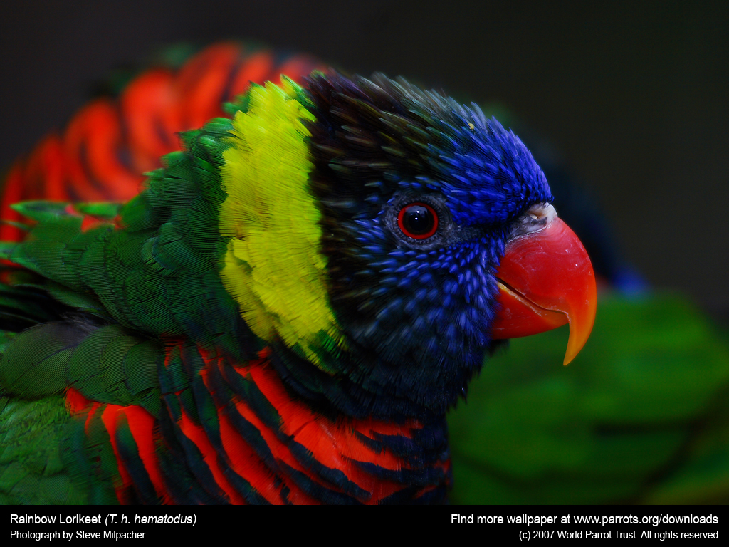 Rainbow Lorikeet Parrot Hd Images Car Pictures